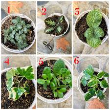 Pot gantung tanaman hias plastik murah. Aneka Bibit Bunga Gantung Shopee Indonesia