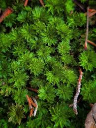 Image result for Loxogramme latifolia