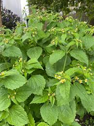 Image result for Galinsoga parviflora
