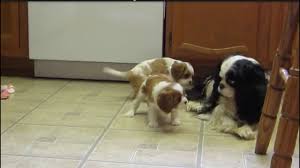 Maybe you would like to learn more about one of these? Puppy Scams Plague Online Pet Sales