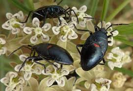 No Need To Spray When Bordered Plant Bugs Appear In The Garden Green Blog Anr Blogs