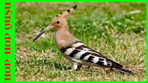 Hoopoe Bird Youtube