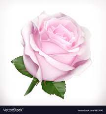 Pin By Irina Kovalchuk On Fleurs Pink Rose Png White Rose Png Rose Flower Wallpaper