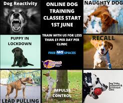 Get expert advice about potty training and crate training your puppy from akc's training experts: Adolescent Dogs Award Winning Dog Training Free Spaces To Nhs Staff Please Share The Doors To Our Online Classes Will Be Closing Soon Claim Your Space On Our Online