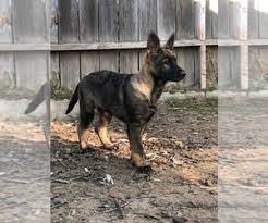 German shepherd/husky puppies for sale!! View Ad German Shepherd Dog Litter Of Puppies For Sale Near California Baldwin Hills Usa Adn 172910