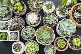 You can avoid this by not overwatering the cactus. How To Propagate Succulents And Grow Your Indoor Garden