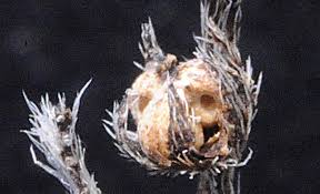 Image result for Euploca strigosa