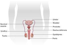 The male reproductive system consists of the penis, testes, epididymis, ejaculatory ducts, prostate, and accessory glands. Structure And Function Of The Male Reproductive System Course Hero