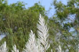 Image result for Saccharum spontaneum