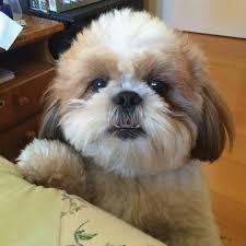 The shih tzu (from mandarin) is a breed of small but very ancient dog type, with long silky fur. Shih Tzu Puppies For Sale Shih Tzu Puppies For Sale Denver Colorado Facebook