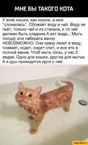 pin ot polzovatelya ekaterina arkushenko na doske plakaty pushistye korovy veselye memy veselye kartinki