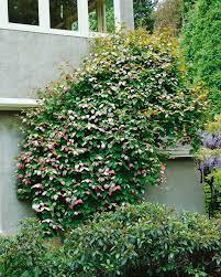 Actinidia Kolomikta Vertikaler Garten Gartenprojekte Garten