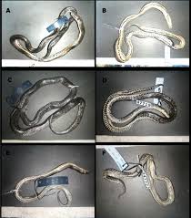 Image result for Atractus multicinctus