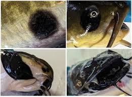 Cientistas descrevem o primeiro câncer contagioso entre peixes: as células do tumor passam de um animal para outro