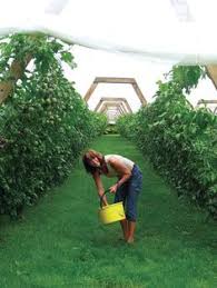 Tenax multipurpose net are ideal as seasonal bird protection, leaf collection net, pond protection. 19 Best Orchard Frost Protection Ideas Protection Frost Orchard