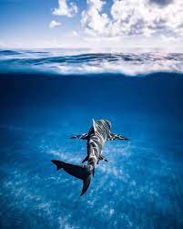 Pin By Feride Yilmaz On Sharks Shark Pictures Beautiful Sea Creatures Ocean Creatures