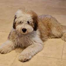 Maybe you would like to learn more about one of these? Teacup Goldendoodle Puppies From Ruby Jaxon Precious Doodle Dogs Teacup Goldendoodles Labradoodle Puppies Teacup Doodle Dogs Teacup Cavapoo Puppies Teacup Goldendoodle Sheepadoodle Puppy Goldendoodle Puppy