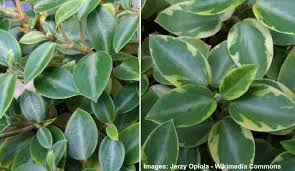 If you look closely you will notice that the large round leaves. Types Of Peperomia Radiator Plants With Pictures