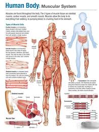 Muscular System In 2020 Human Body Anatomy Human Body Systems Muscular System Anatomy