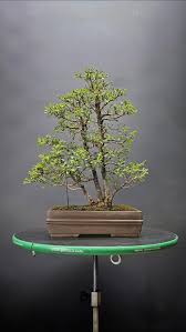 Image result for Premna mooiensis