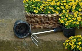 Pflanzen werten ihren garten und wohnraum deutlich auf. Blumen Pflanzen Anleitung Die Richtigen Monate Und Andere Tipps