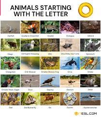Animals That Start With O Names Of 25 Animals Starting With O 7esl