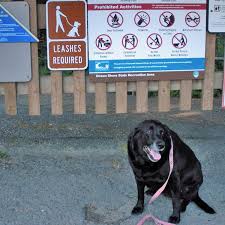 Check spelling or type a new query. Tails Trails Hiking The Coast With A Dog Travel Oregon