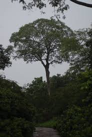 Image result for Sterculia appendiculata