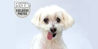 700 dogs, cats, puppies, and kittens thankful for second chance. Lamb Chop A Maltese Is World S Cutest Rescue Dog Of 2020