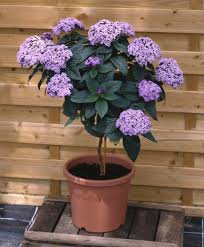 Image result for Heliotropium lineare