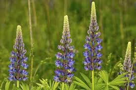 Image result for Lupinus pubescens