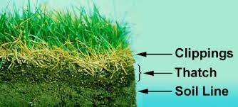 Measure the thatch, which will appear as a layer of spongy brown material between the grass and the soil. Thatch In Your Lawn Natures Lawn Garden