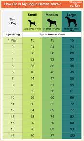 Turns out, the math isn't that simple. How Many Dog Years Are Equal To One Human Year Cheap Buy Online