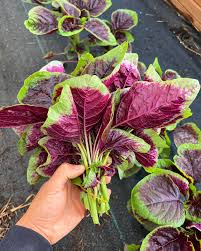 Image result for Amaranthus dubius