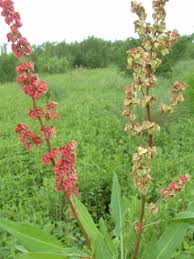 Image result for Rumex