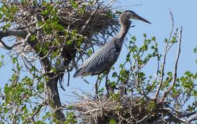 Belle Fourche Beacon