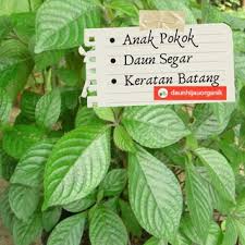 Pecah kaca added 4 new photos to the album rahsia 30 minit kekal bertenaga — in sungai buloh. Black Face General Tree Yellow Strobilanthus Pecah Beling Tree Anak Pokok Pecah Kaca Anak Pokok Pecah Belingé»'é¢å°†å†›å¹¼è‹—