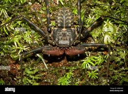 Image result for Amblygonocarpus