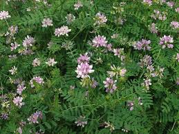 Securigera Varia Bunte Kronwicke Fabaceae