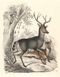 Large northern deer with enormous flattened antlers in the male; The Unlikely Kinship Of Bambi And Kafka S Metamorphosis The New Yorker