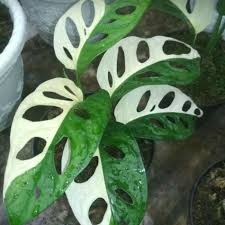 Banyak Diburu Yuk Kenali Jenis Janda Bolong Atau Monstera Dari Mudah Ditemukan Hingga Yang Langka Ringtimes Bali