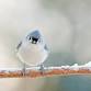 Fall Migration Outings at North Park Village event image