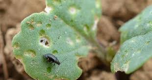 La Lutte Biologique Contre Les Altises Feuilles De Plantes Conseils De Jardinage Jardinage