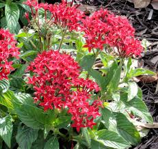 Image result for Pentas longiflora
