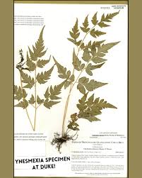 Image result for Pteridaceae