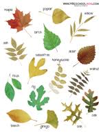 Fall Leaf Preschool Printables Classroom Charts Leaf