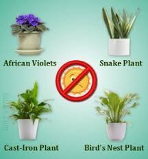 Indoor Plants That Don T Need Sunlight Might Try The Peace Lily Mm Plants Houseplants Indoor Indoor Plants