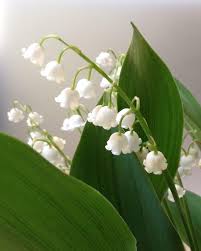 Check spelling or type a new query. How To Plant Grow And Care For Lily Of The Valley Flower Florgeous