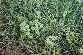 Image result for Phyllanthus parvus