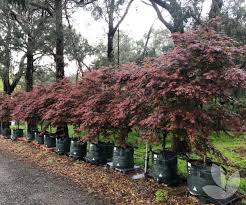 The branches hang gracefully, especially on older trees. Acer Palmatum Atropurpureum Trees Speciality Trees